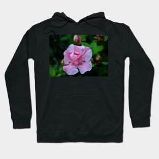 Raindrops On Pink Rose Hoodie